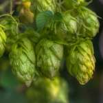 Hop Compounds: Extraction Techniques, Chemical Analyses, Antioxidative, Antimicrobial, and Anticarcinogenic Effects